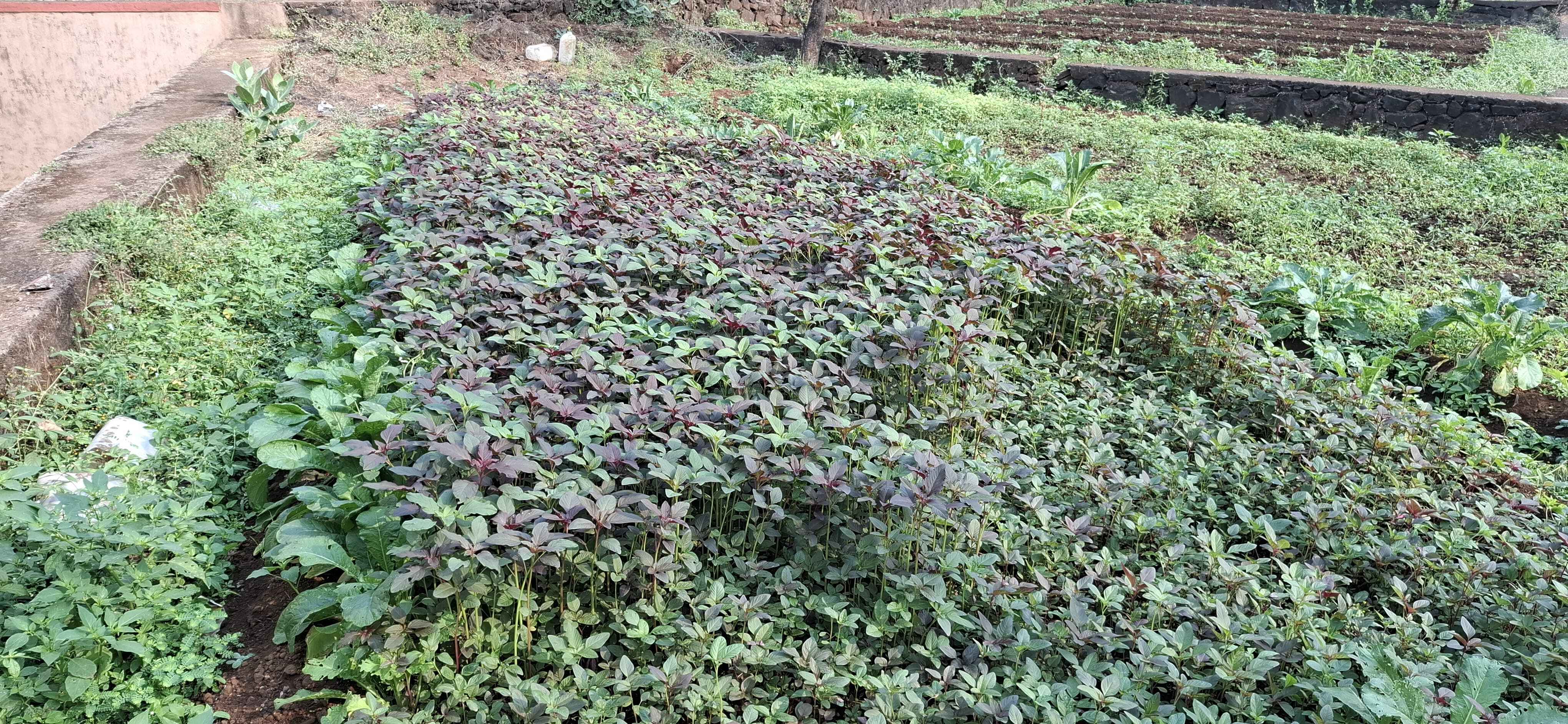 Vermi-Compost