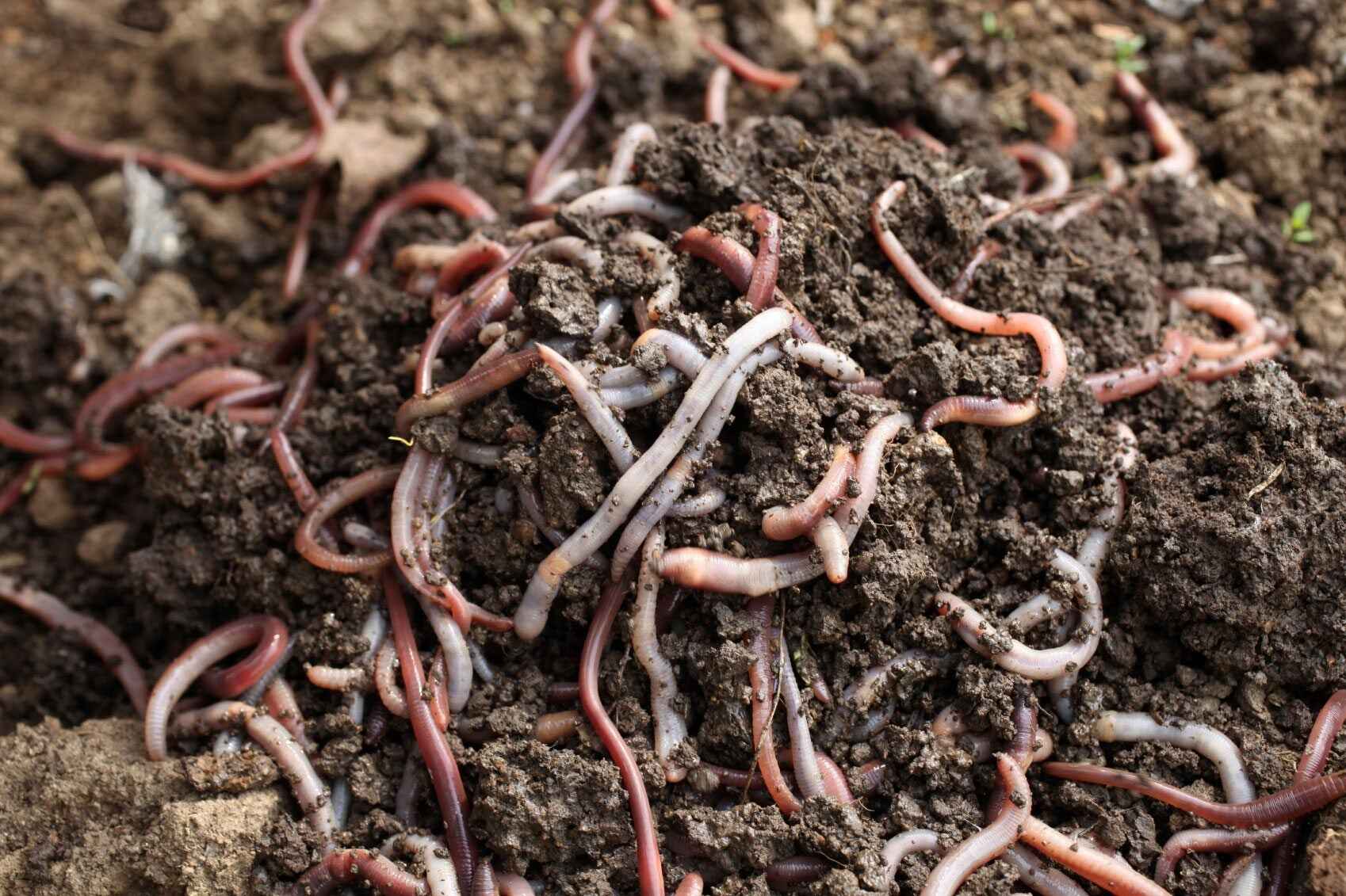 Vermi-Compost